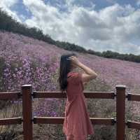 진달래로 가득한 창녕 화왕산 