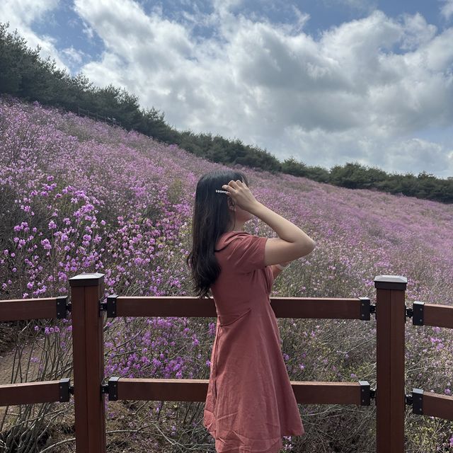 진달래로 가득한 창녕 화왕산 