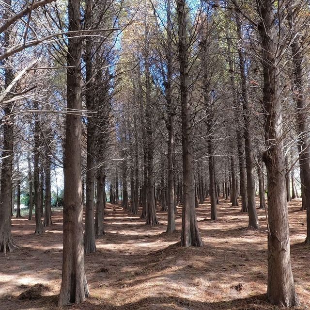 Tall Pine Trees At Bade Bald Cypress Forest