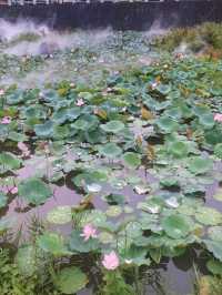 城中荷花🌸