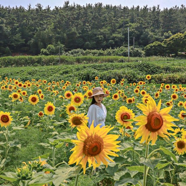 7월부터 10월까지 해바라기를 볼 수 있는 태안 카페!