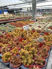 Variety of Cactus in Cameron Highland 