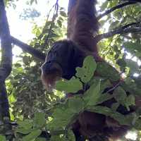 Jungle trek in Bukit Lawang - Indonesia