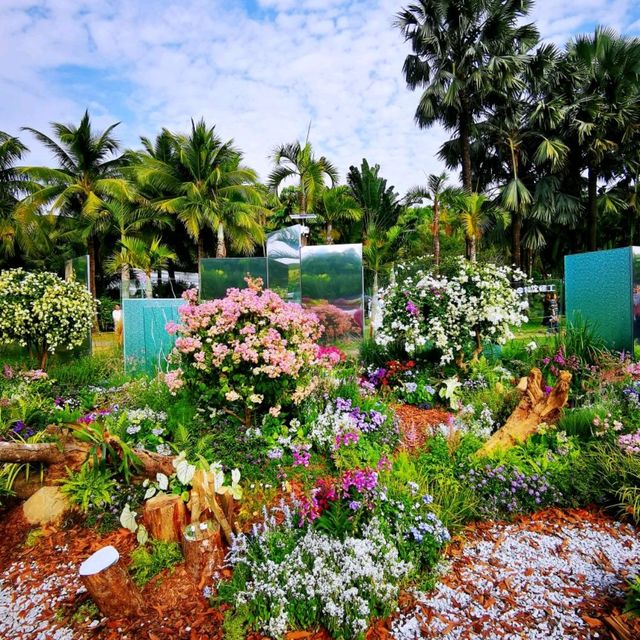 簕杜鵑盛放的蓮花山公園 簕杜鵑盛放的蓮花山公園