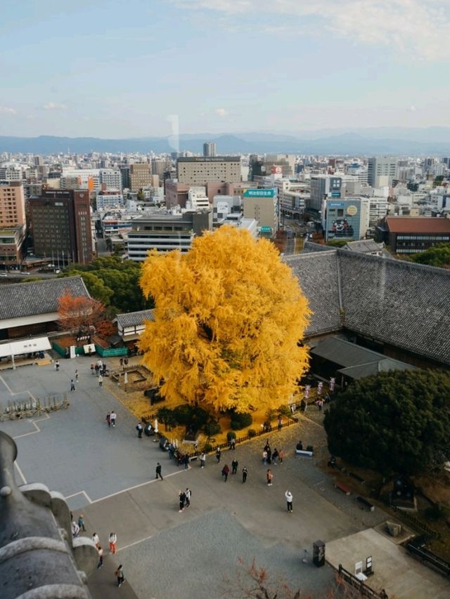 🇯🇵北九州之旅•添上金衣的熊本城🏯✨️