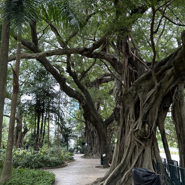 홍콩 구룡공원에서 즐기는 자연 속에서의 힐링 🌴