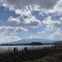 【日本】河口湖 大石公園｜據說看到富士山🗻會幸運一整年唷！