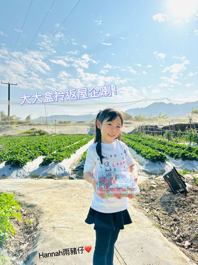 又係時候摘士多啤梨