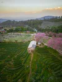 Wild Himalayan Cherry season in Thailand