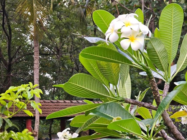 🇱🇰 스리랑카 콜롬보에서 호캉스 즐기기