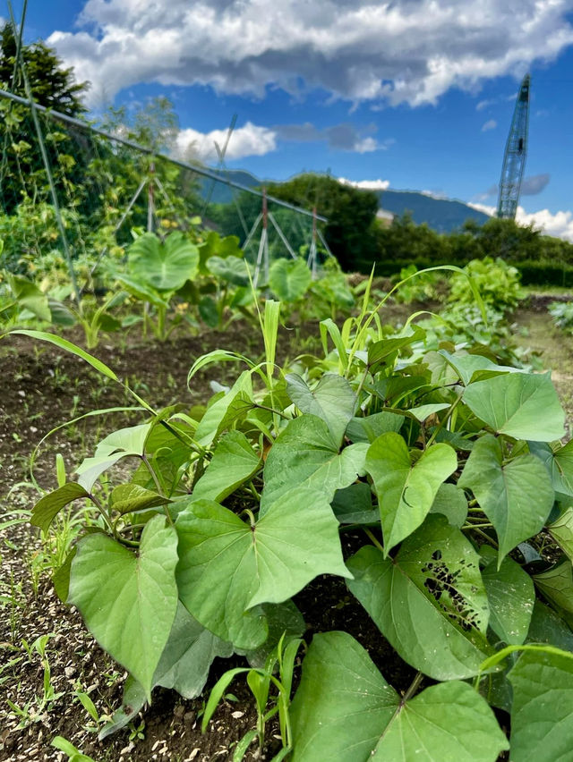 Kaisei Farm in Kanagawa