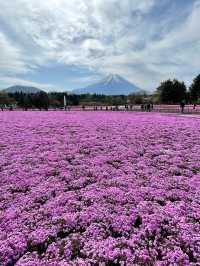 富士芝桜まつり（4月中旬〜