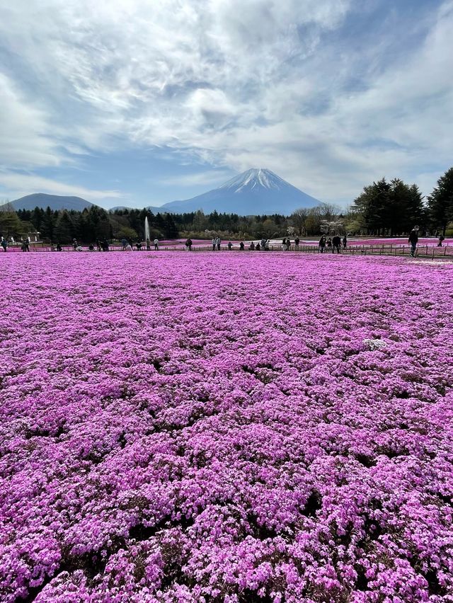 富士芝桜まつり（4月中旬〜