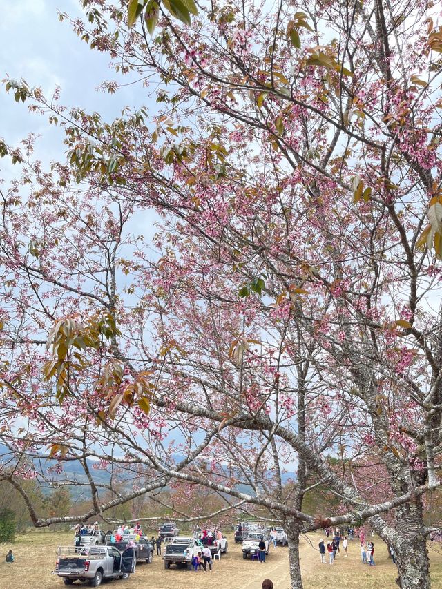 🌸 ภูลมโล @อุทยานแห่งชาติภูหินร่องกล้า 🇹🇭