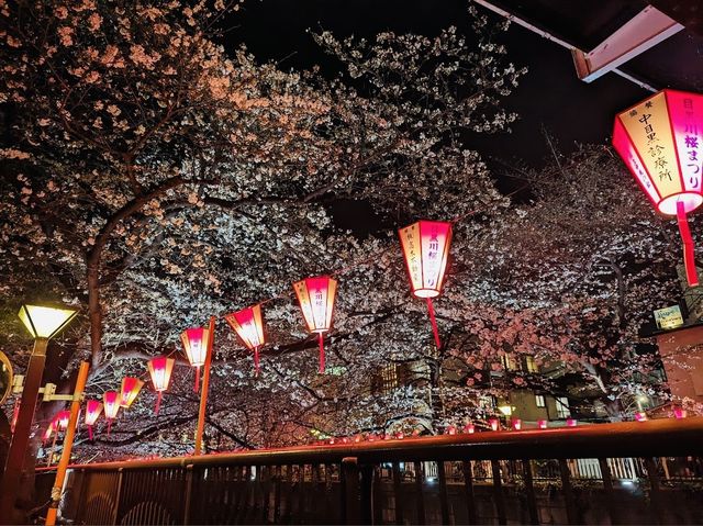 Meguro River Cherry Blossoms Promenade