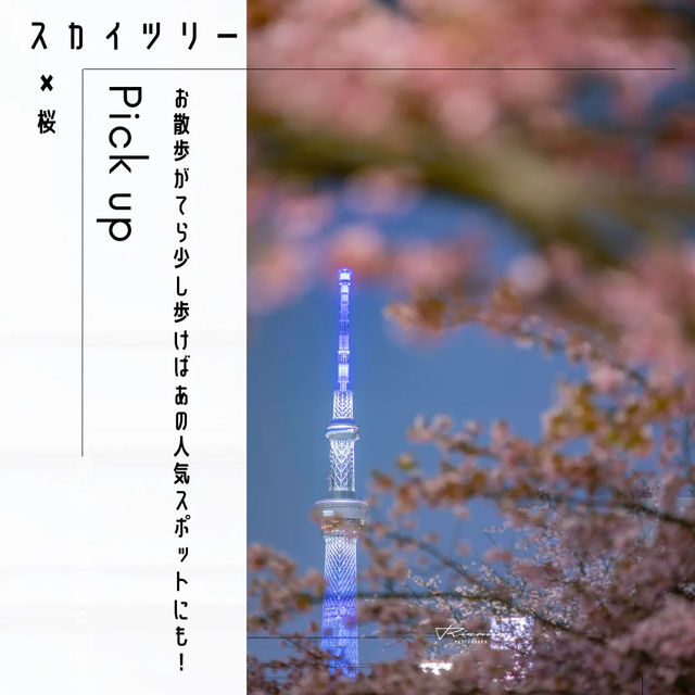 東京スカイツリー✖️桜スポット🌸