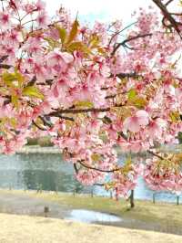 【旧中川の桜/東京都】河津桜と大寒桜、スカイツリーも楽しめる！