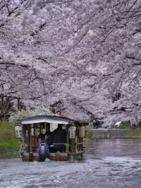 【京都×桜】江戸の文化で感じる桜の絶景🌸※撮影ポイント付き