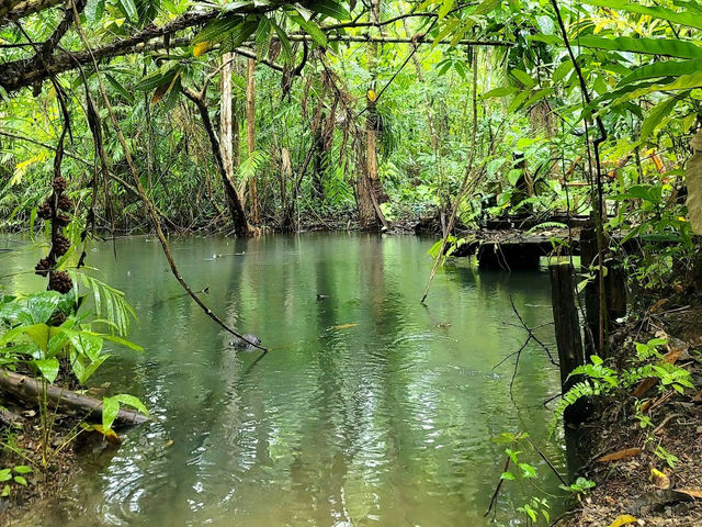 Giant Catfish Farm