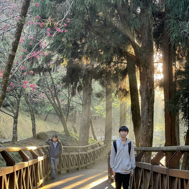 My Amazing Alishan trip