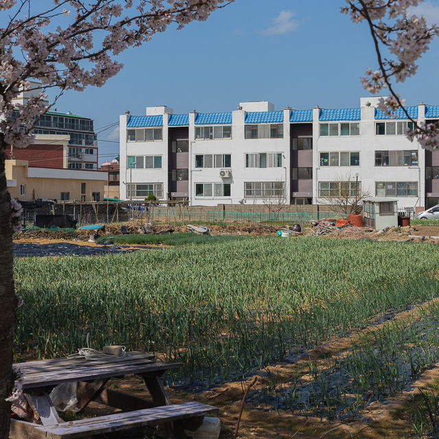 거제 벚꽃명소 거제여자상업고등학교