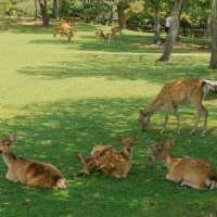 A wonderful peaceful park in nara