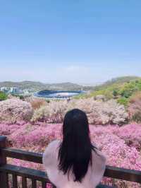 진잘래동산 벚꽃축제 인생샷🌸