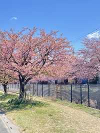【伝右川桜並木/埼玉県】河津桜と安行桜の桜並木を一緒に見られる場所
