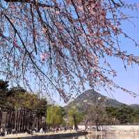 Discovering Seoul's Cherry Blossom Hotspots