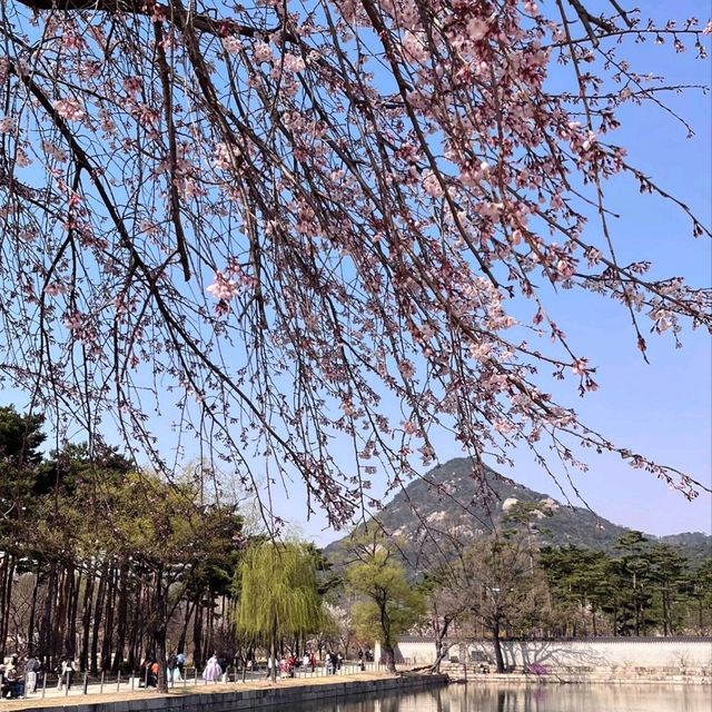 Discovering Seoul's Cherry Blossom Hotspots