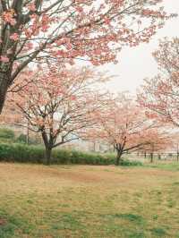 東京｜東京賞櫻花好去處：汐入公園🌸