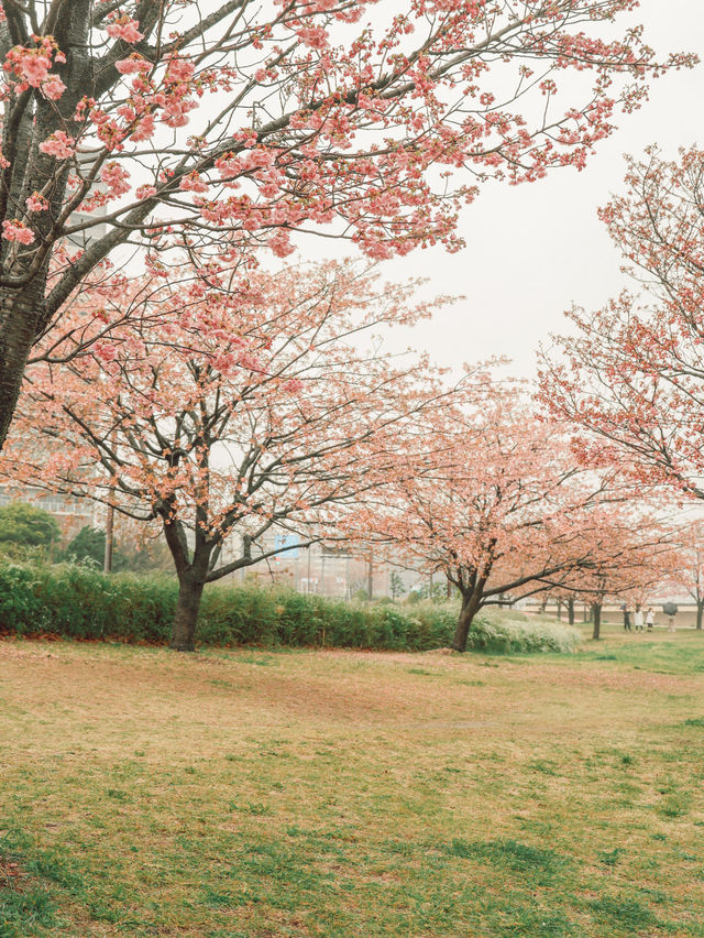 東京｜東京賞櫻花好去處：汐入公園🌸