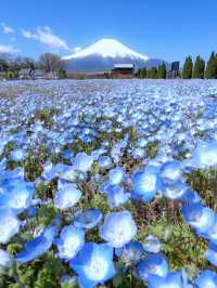 富士山とネモフィラが同時に見られる！山中湖花の都公園