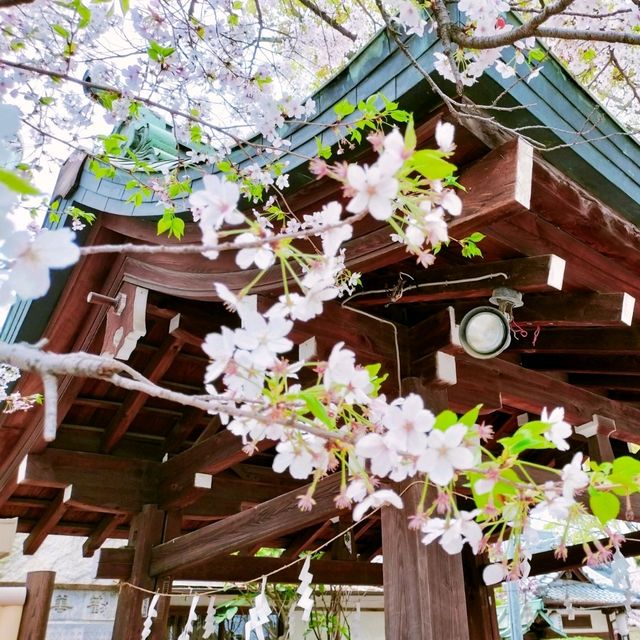 春の大阪旅行🌸都会の絶景の桜と『高津の宮』