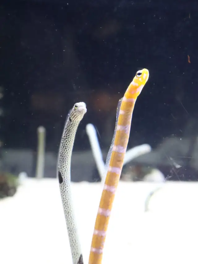 步行可至京都車站的水族館。