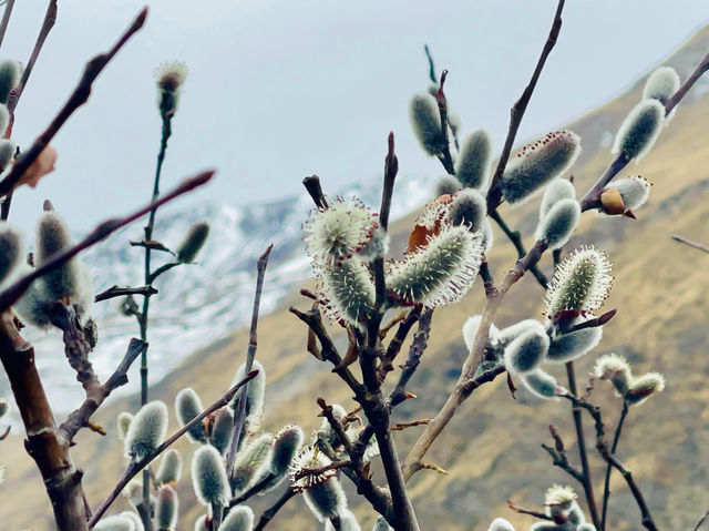 wild plum blossoms nestled behind mountains🌸