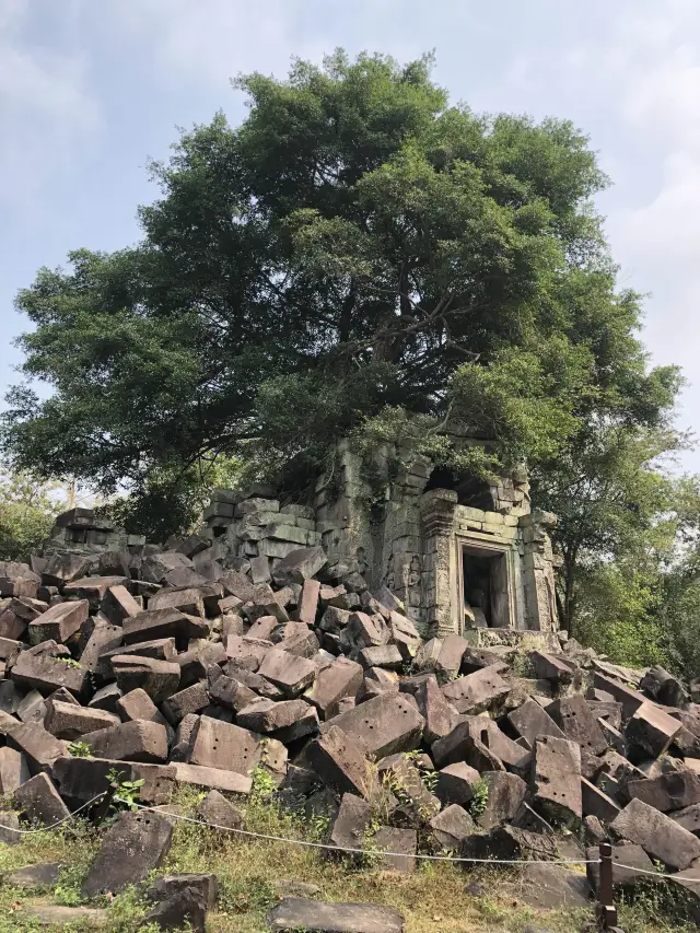 【Cambodia】The filming location of that movie! The Ta Prohm ruins.