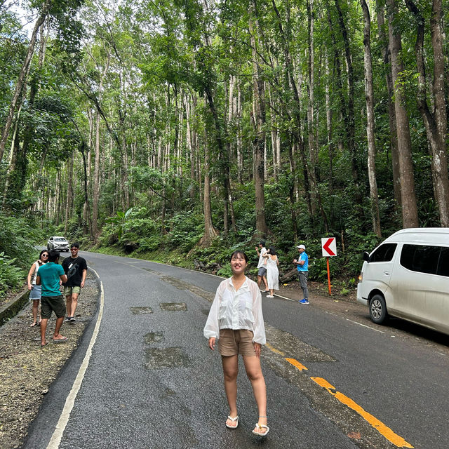 숲을 좋아한다면 보홀 맨 메이드 포레스트 🌴