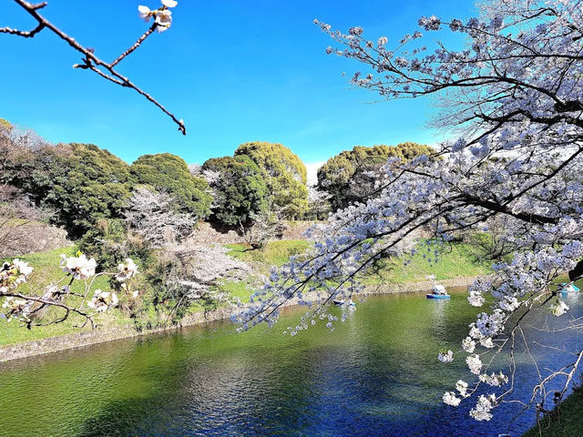 【東京】🌸千鳥淵櫻花🌸盛開，限時春季體驗