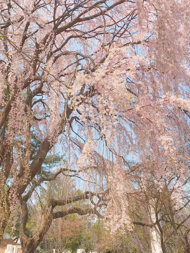 아련함 가득한 수양벚꽃 보고 가세요🌸