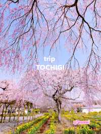 【栃木】樹齢200年の枝垂れ桜
