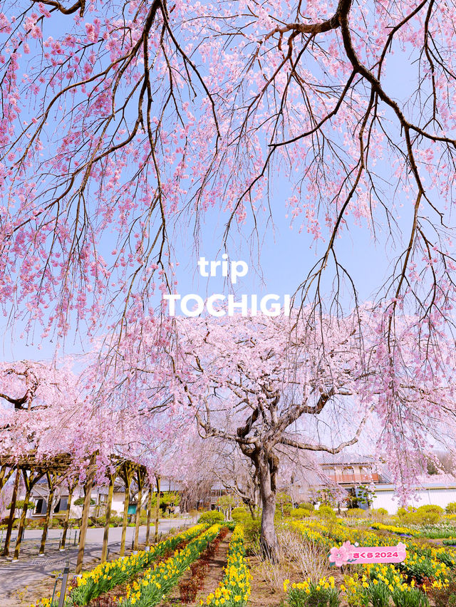 【栃木】樹齢200年の枝垂れ桜