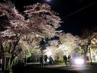 北海道旭山公園櫻花