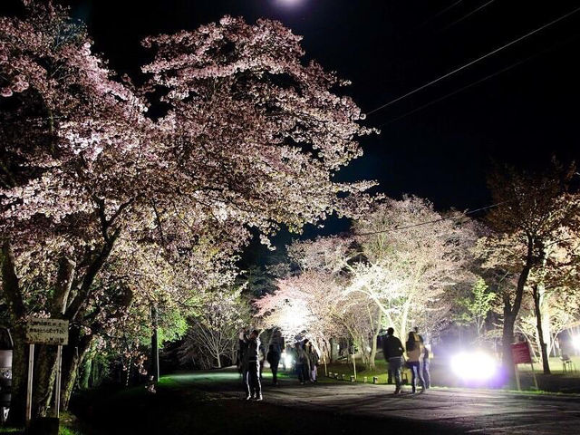 北海道旭山公園櫻花
