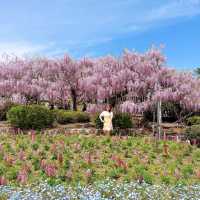 広島県　世羅　せらふじ園