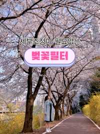 벚꽃 핫플 & 보정법까지