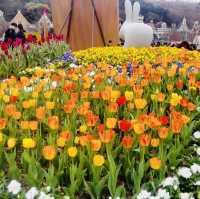 💐Everland Tulip Festival 🇰🇷