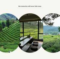 臺北茶鄉景點～農林熊空茶園～山水景緻