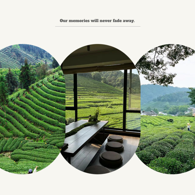 臺北茶鄉景點～農林熊空茶園～山水景緻