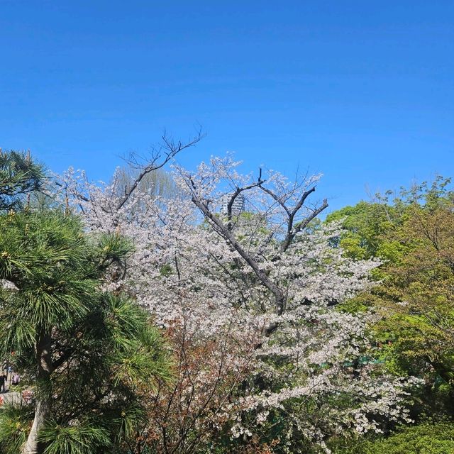 粉紅色的櫻花海洋賞櫻花上野公園